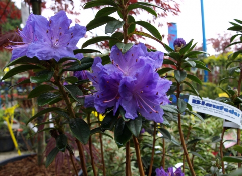 Różanecznik czerwieniejący (Rhododendron russatum) Blaufeder